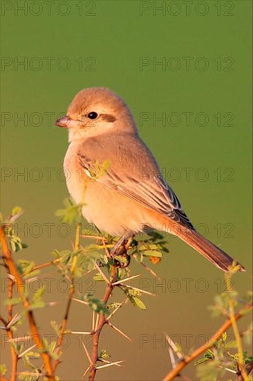 Isabelline isabelline shrike