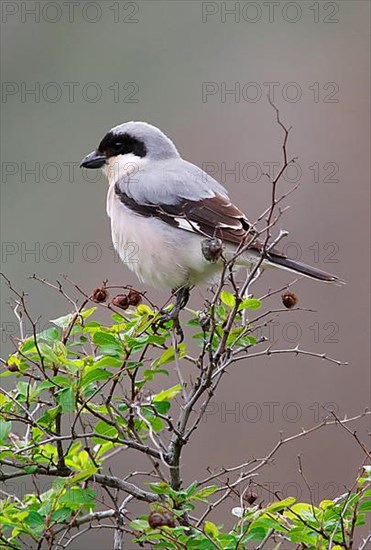 Lesser grey shrike
