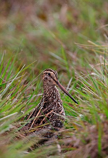 Great snipe