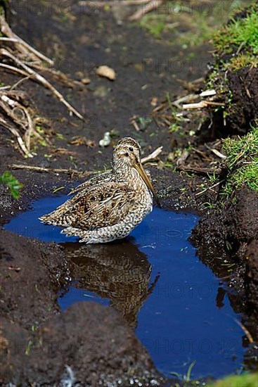 Gallinago paraguaiae magellanica