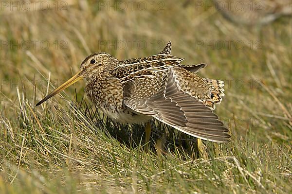 Magellan Snipe