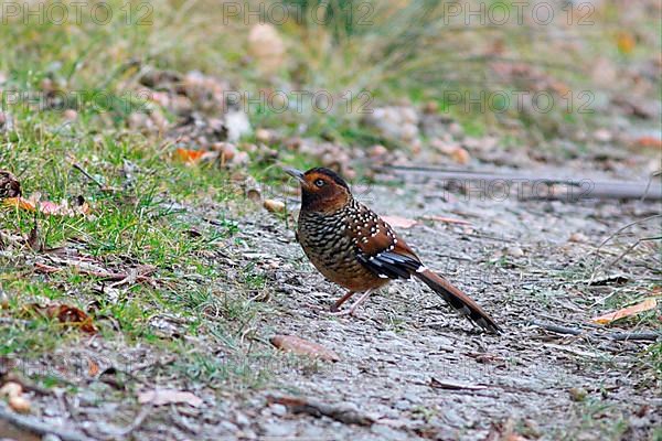 Spotted Laughingthrush