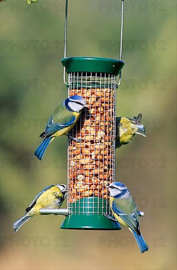 Blue tit