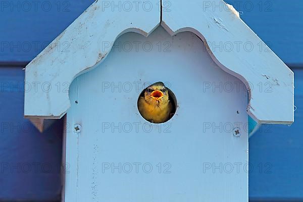 Blue Tit