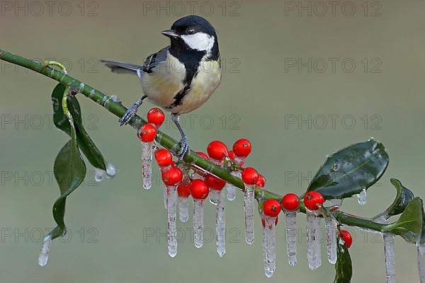 Great tit