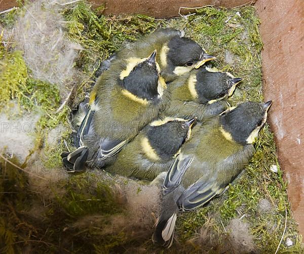 Great tit