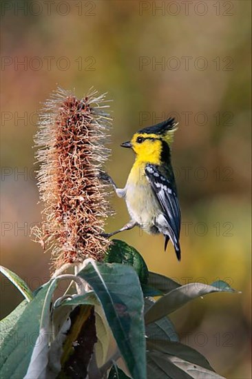 Royal Tit