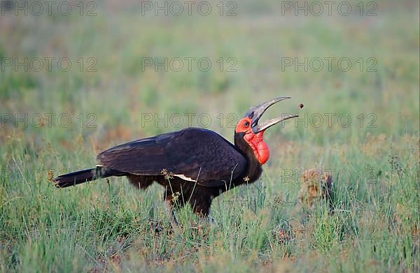 Bucorvus cafer