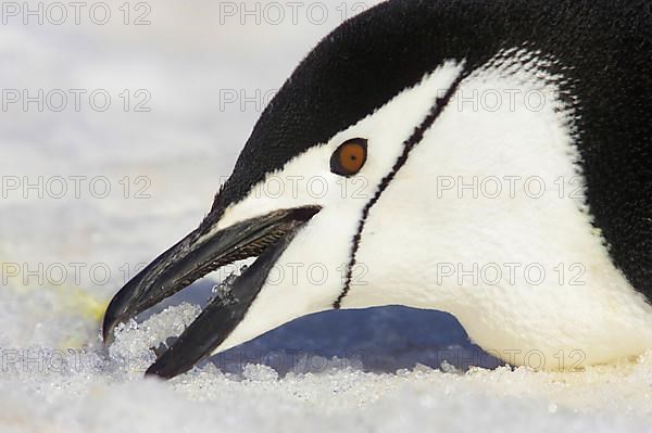 Chinstrap Penguin