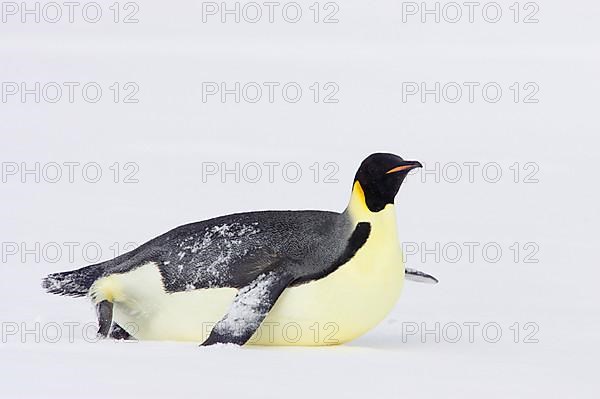 Emperor penguin