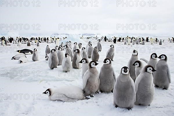 Emperor penguin