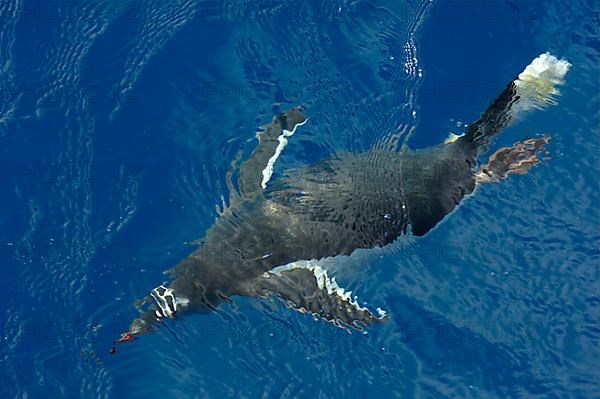 Gentoo penguin