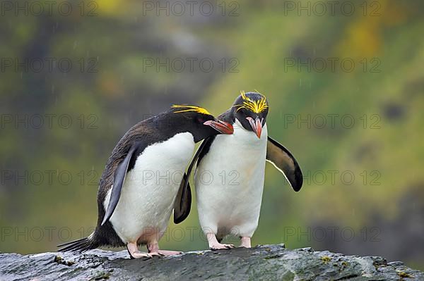 Macaroni penguin
