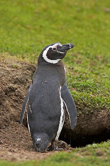 Adult magellanic penguin