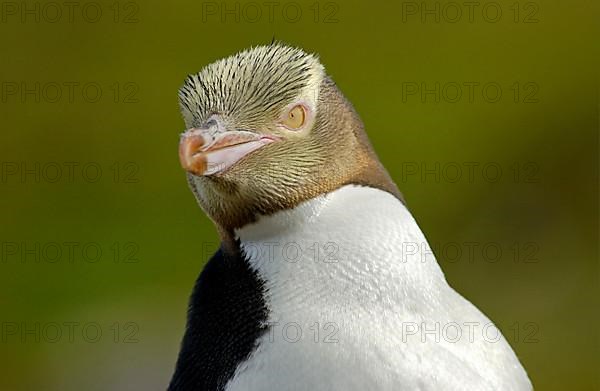 Yellow-eyed penguin