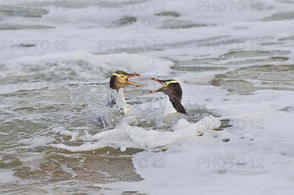 Yellow-eyed penguin