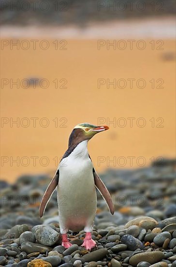 Yellow-eyed penguin