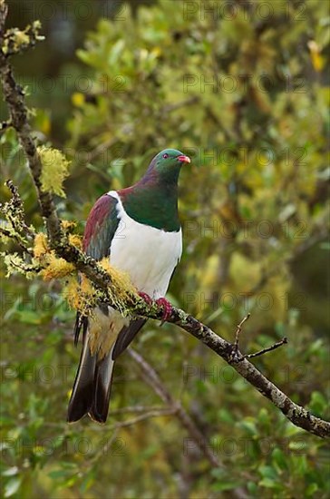 Maori Fruit Pigeon