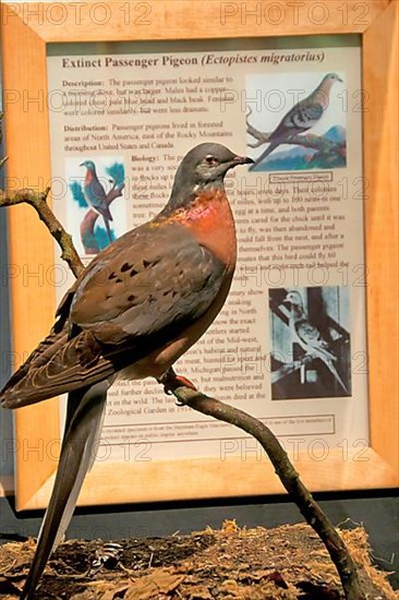 Passenger pigeon