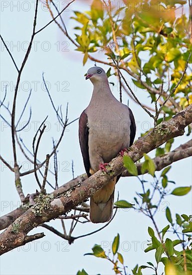 Mountain Imperial-pigeon