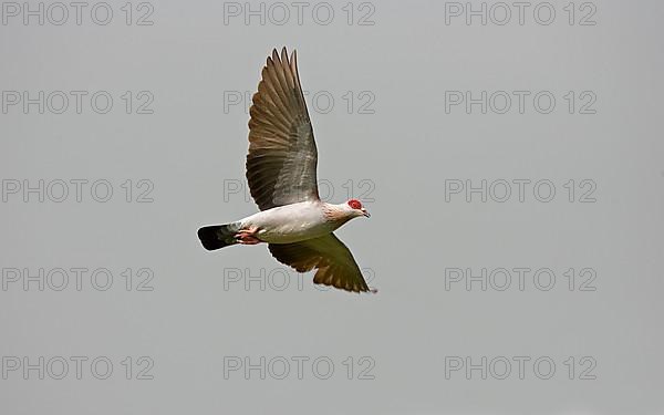 Guinea pigeon