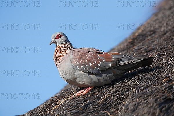 Speckled dove
