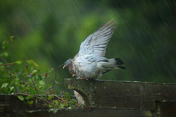 Wood Pigeon
