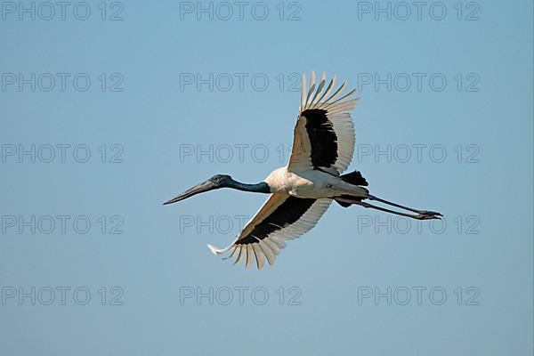 Black-necked Stork