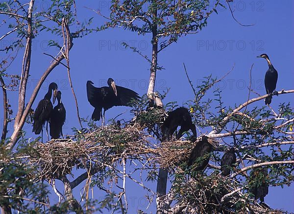 Open-bill Stork Nesting colony