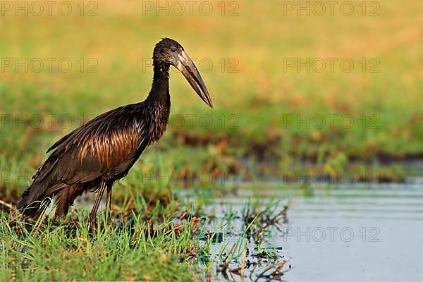 African Open-billed Stork