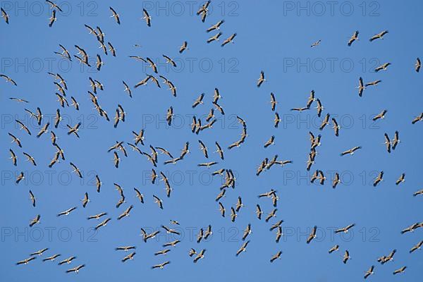 White Stork