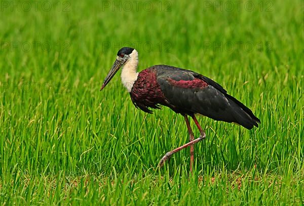Woolly-necked Stork