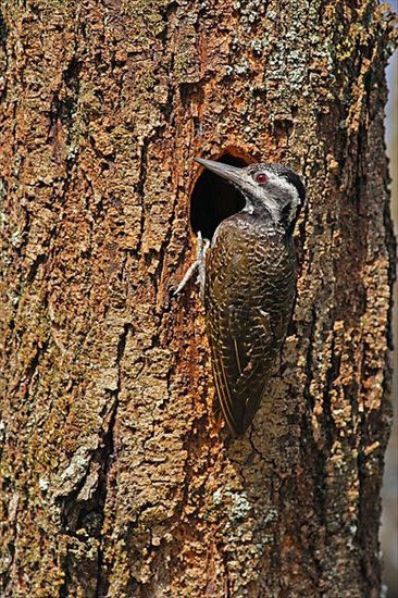 Bearded Woodpecker