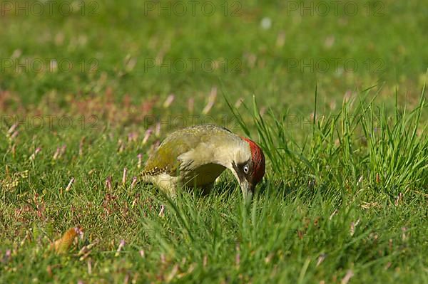 Green Woodpecker