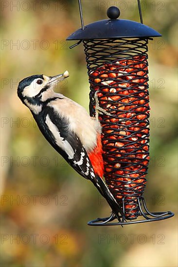 Great spotted woodpecker