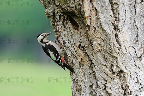 Syrian syrian woodpecker