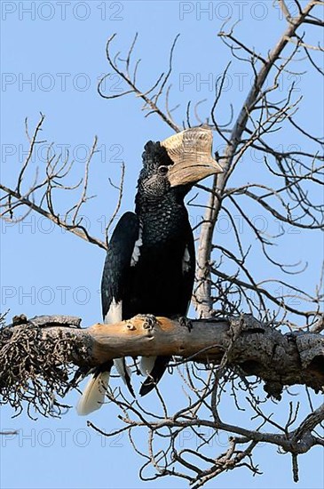 Grey-cheeked Hornbill