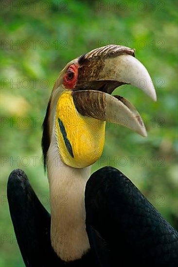 Wreathed Hornbill