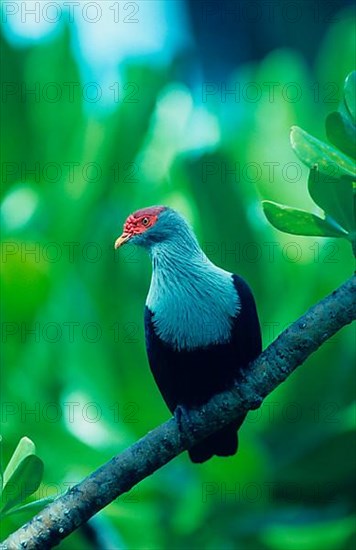 Pigeon
