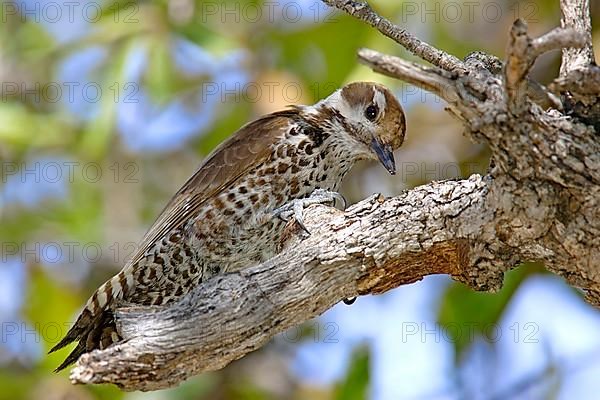 Arizona Woodpecker
