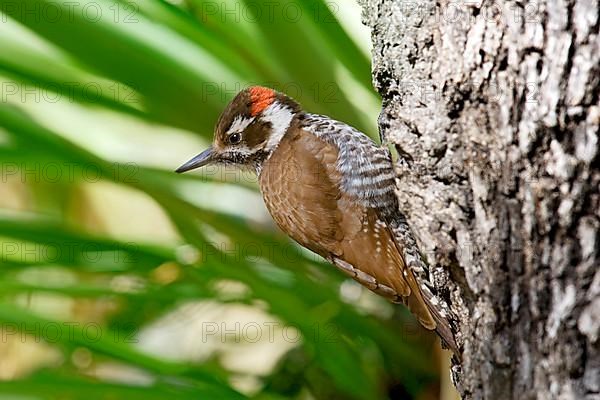 Arizona Woodpecker