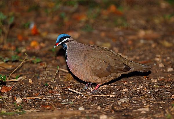 Blue-headed Quail-dove