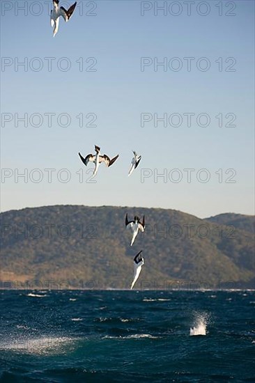 Cape cape gannet