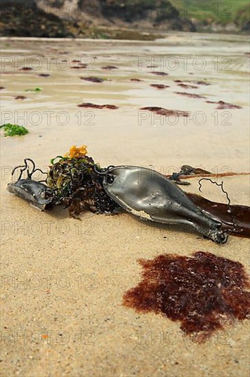 Nursehound