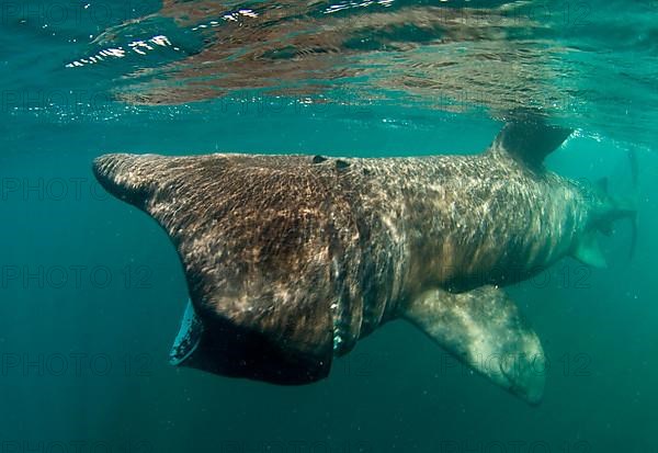 Basking shark