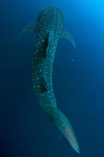 Whale Shark