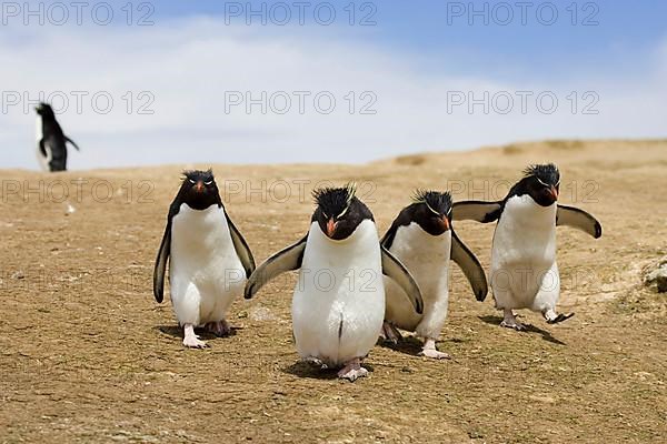 Southern rockhopper penguin