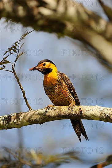 Campo Flicker