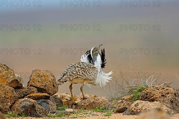 Houbara Bustard