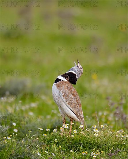 Little bustard